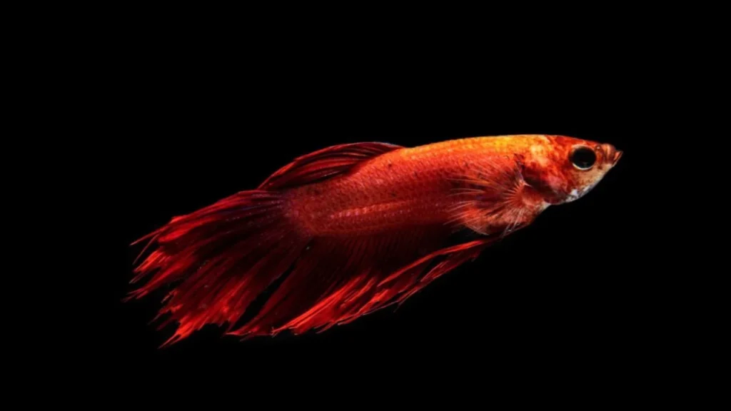 gold-fish