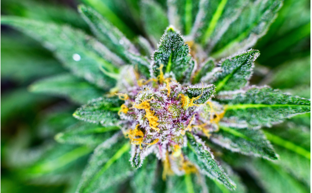 Discover the Best Places to Buy THCA Flower Online