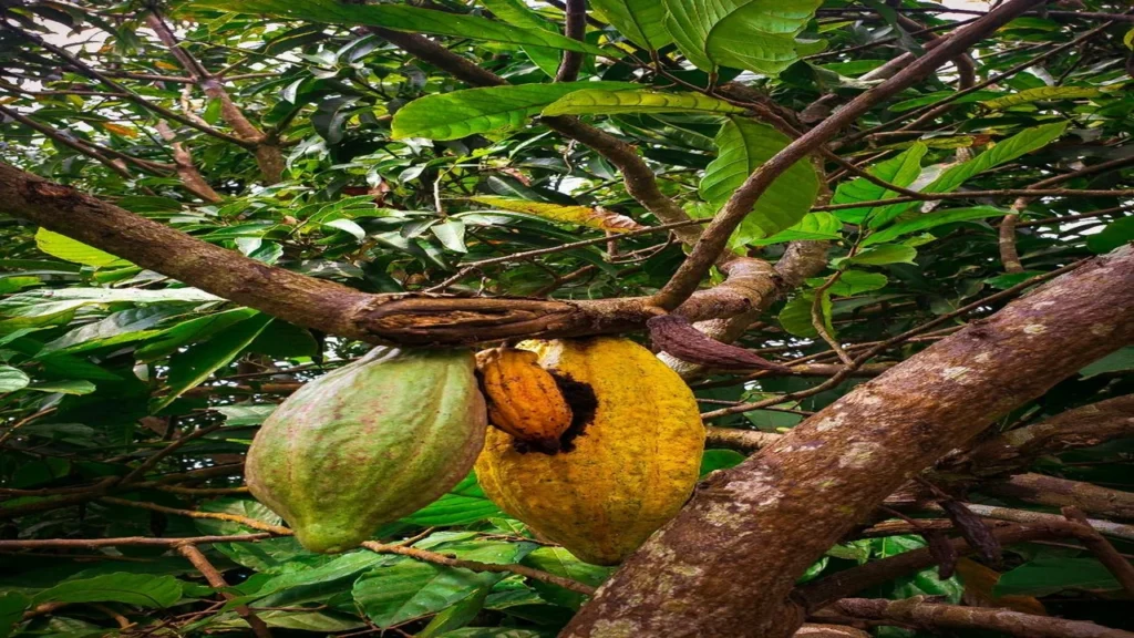 The chocolate industry is feeling the harsh impact of the climate crisis 